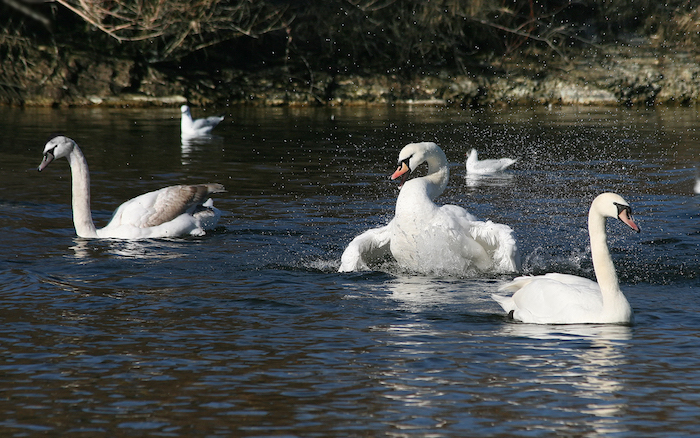 Six swans in a pond