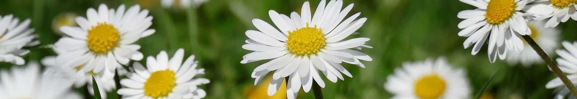 Daisies